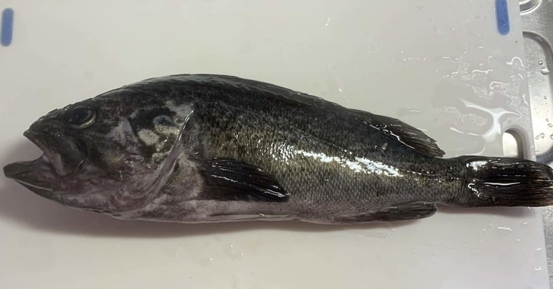 高級魚 黒ぞい 釣ったぞい 秀岳荘 キハラあいぽこです Note 高級魚 黒ぞい 釣ったぞい 秀岳荘 キハラあいぽこです Note