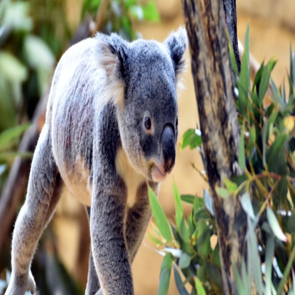 コアラのうんち事情｜DINO:いきもの雑学プレゼンター