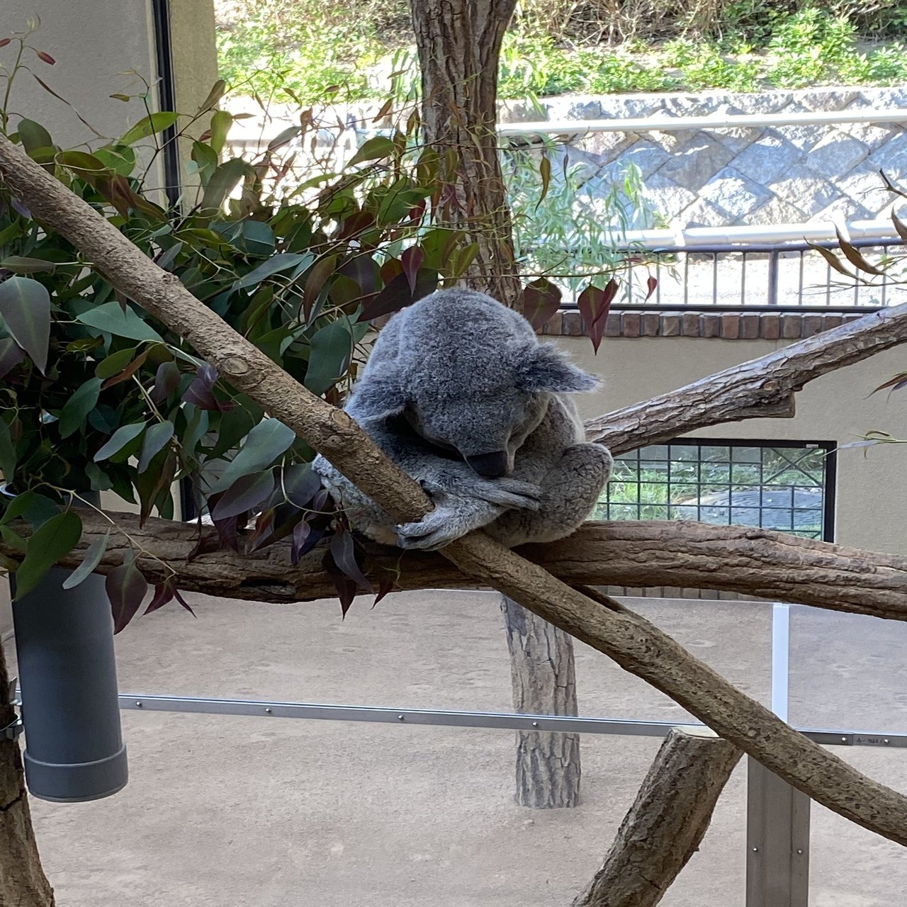 コアラのうんち事情｜DINO:いきもの雑学プレゼンター