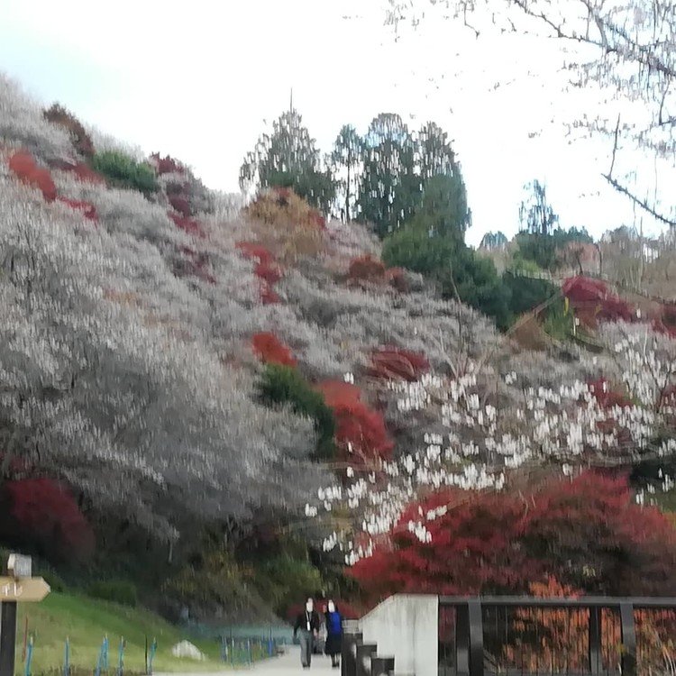 四季桜と紅葉が見られるなんて