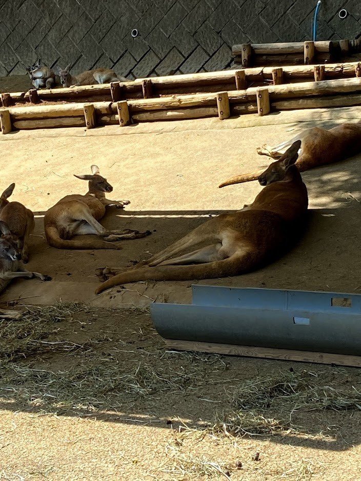 考え事 動物園のカンガルー Yokkai Note 考え事 動物園のカンガルー Yokkai Note