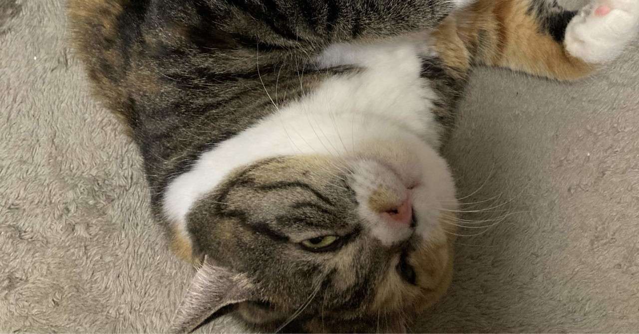 最新 癒される 可愛い 猫 画像 最も検索された画像