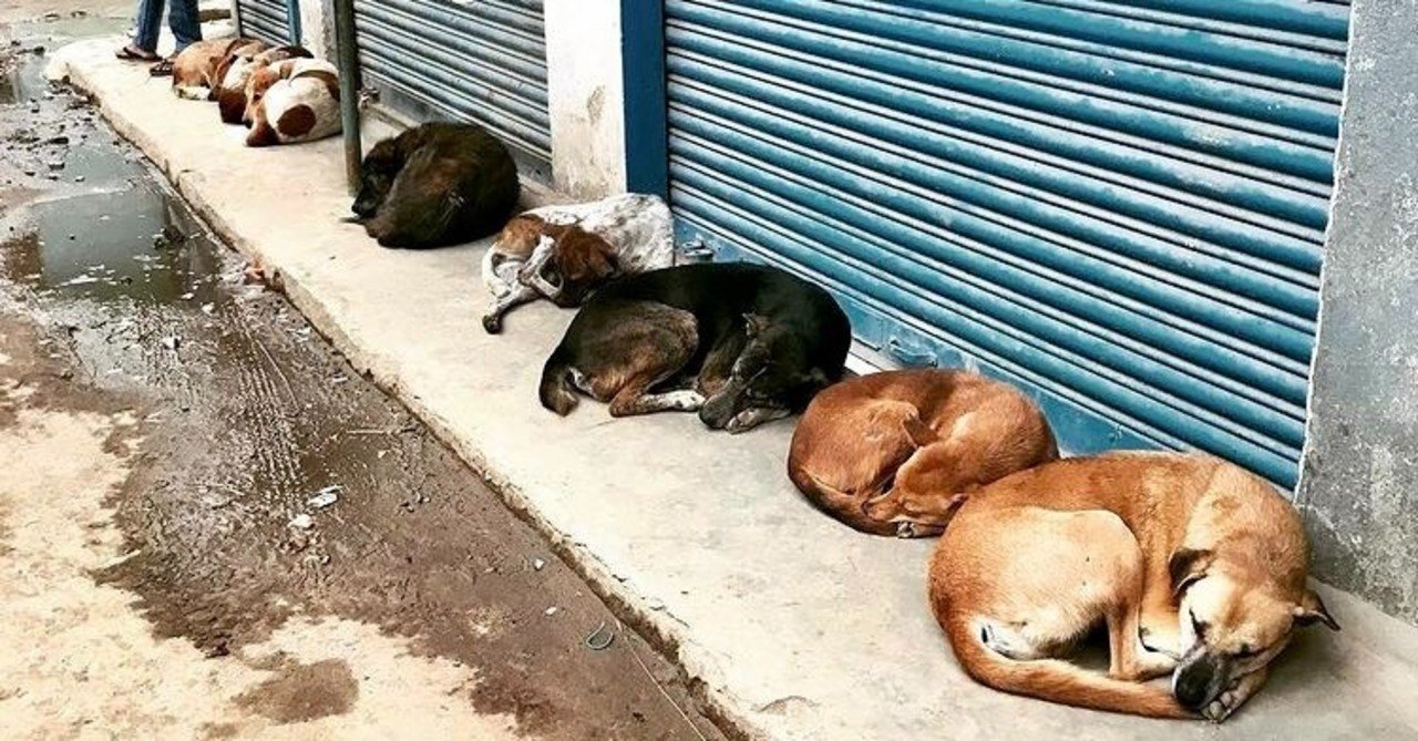 インド人と川の字で寝た話 旅行記 沖山りこ Note インド人と川の字で寝た話 旅行記 沖山りこ Note