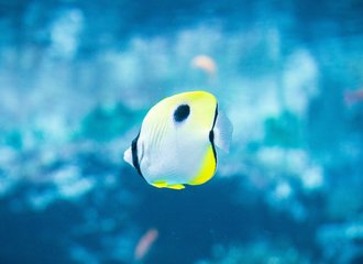2 かっこいい名前の魚がスーパーに売られてた とと日誌 Note