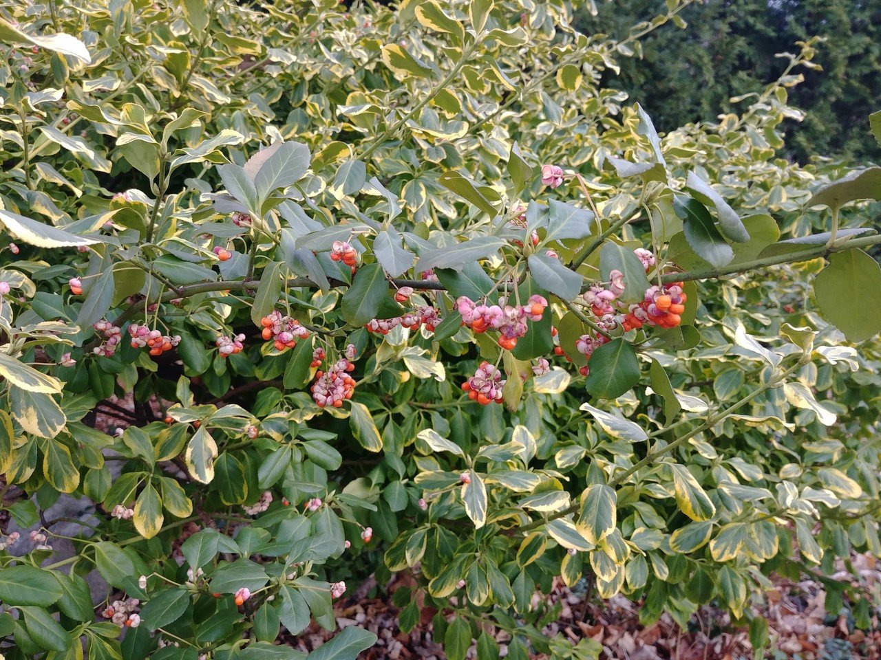 カナダで見つけた植物たち 何という植物か知っていたら教えてください ルタンれいか Note