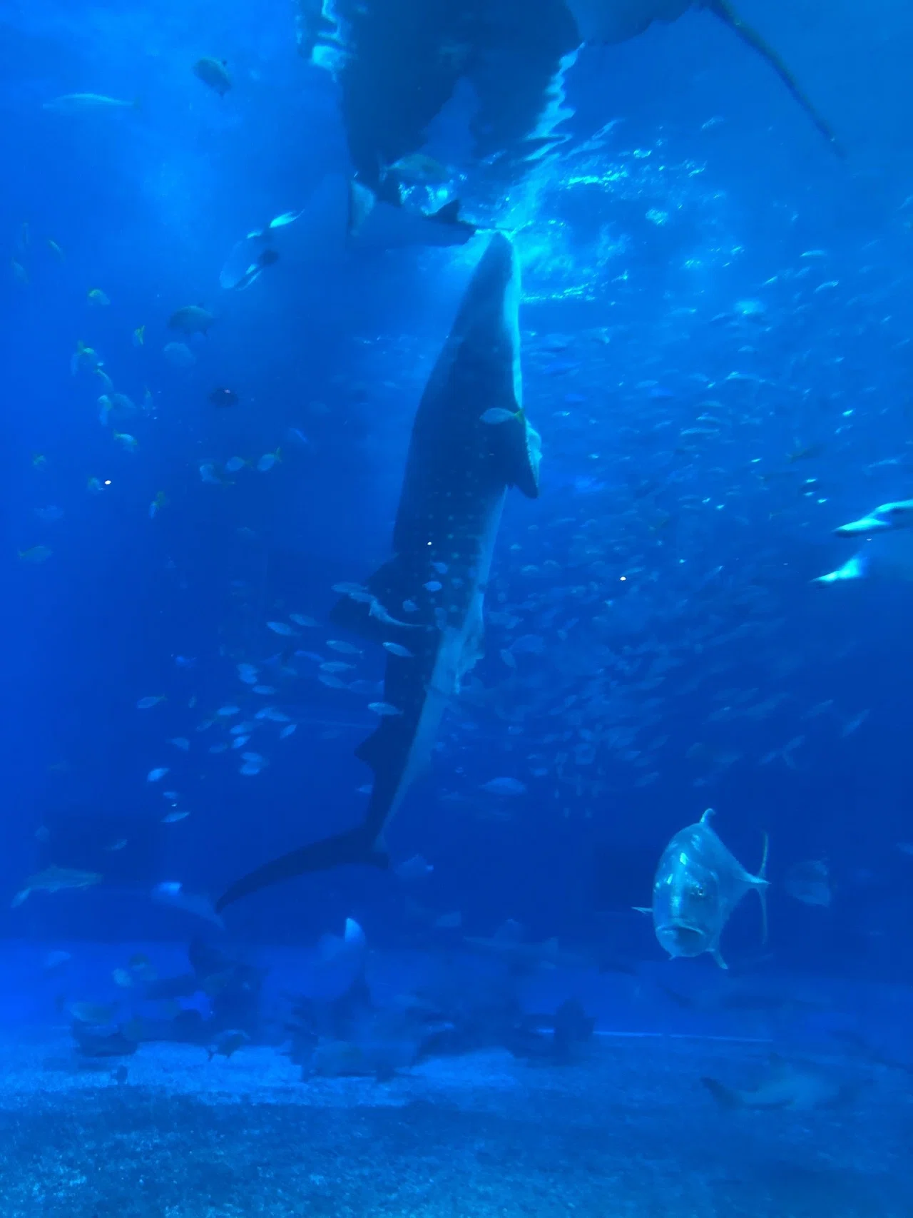 沖縄へGo Toしてきた〜美ら海水族館編〜（アプリ情報あり）｜あきにゃん