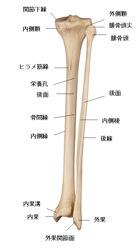 下腿の骨