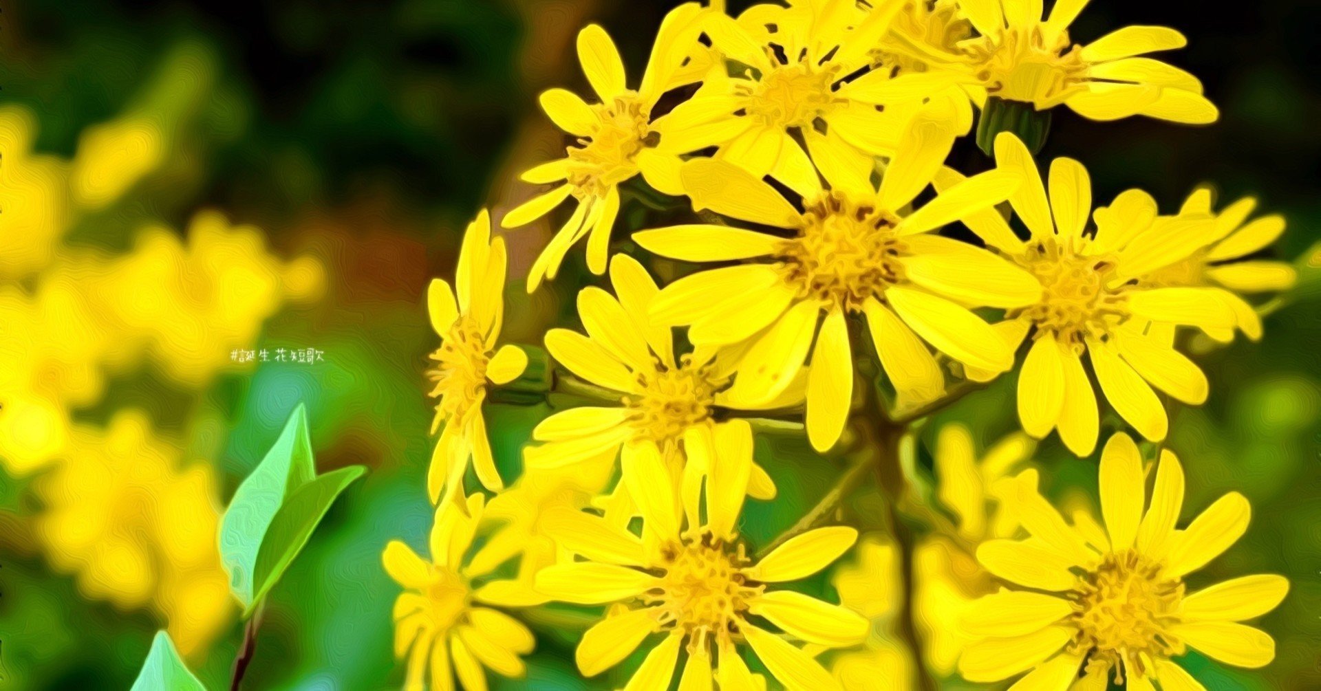 11月日 誕生花は艶蕗 誕生花短歌 御子柴 流歌 Note 11月日 誕生花は艶蕗 誕生花短歌 御子柴 流歌 Note