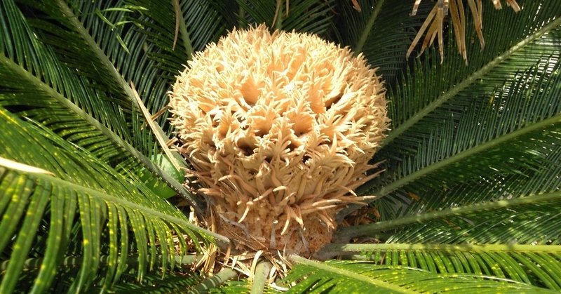 毒は薬にもなり 薬は毒にもなるというソテツの現実 歓怒 Note