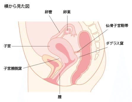 私の生理痛との闘い 子宮後屈 𝓶 Note 私の生理痛との闘い 子宮後屈 𝓶 Note