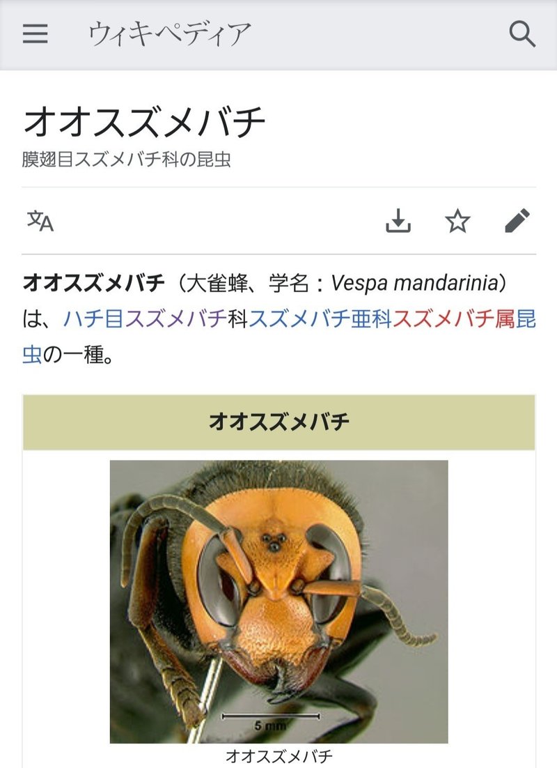 造型を考える マスク編 よね工房 縫製クリエイター Note