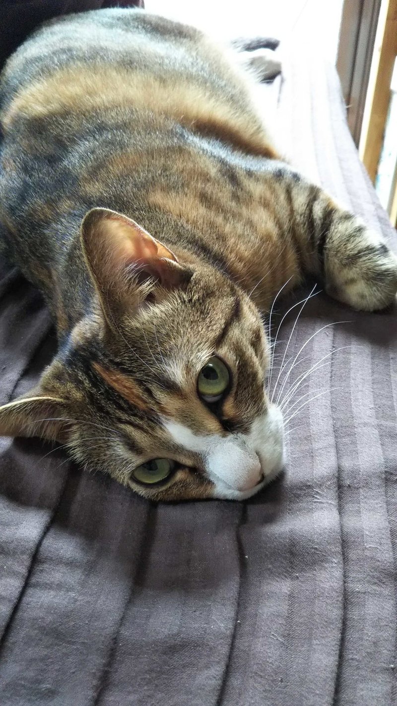 キミと話がしたいのだ 8 小犬のこいぬ 発売記念 イースト プレス 動物写真館 イースト プレス公式note Note キミと話がしたいのだ 8 小犬のこいぬ 発売記念 イースト プレス 動物写真館 イースト プレス公式note Note