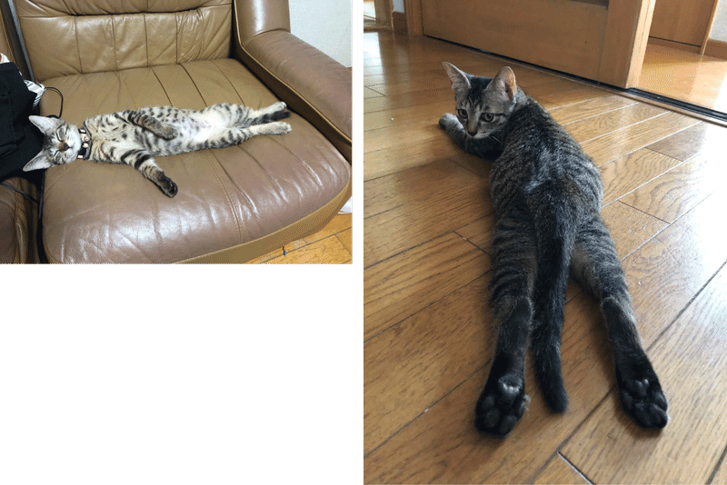 キミと話がしたいのだ 8 小犬のこいぬ 発売記念 イースト プレス 動物写真館 イースト プレス公式note Note キミと話がしたいのだ 8 小犬のこいぬ 発売記念 イースト プレス 動物写真館 イースト プレス公式note Note