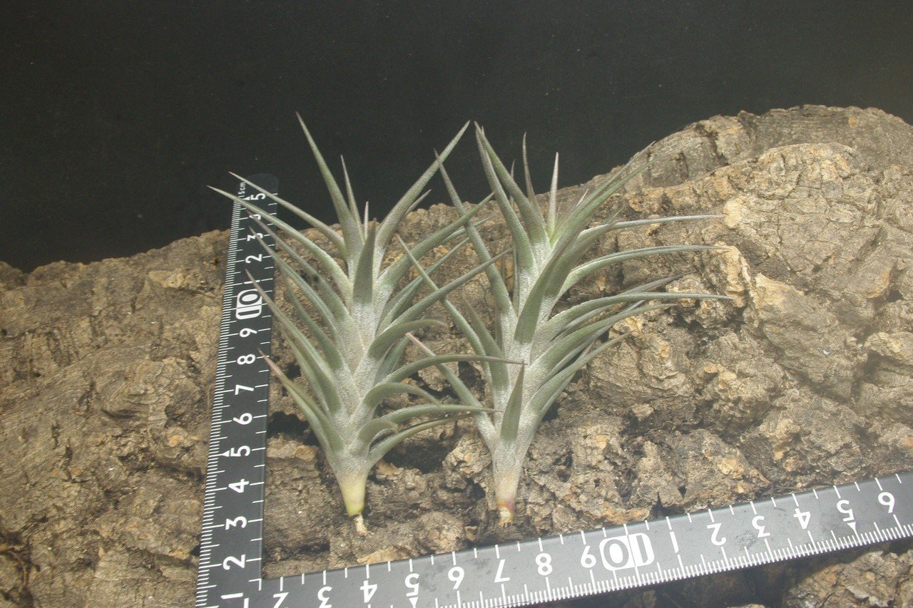 チランジア Imbrogilo マザー株 ラスト苗 チランジア Imbrogilo マザー