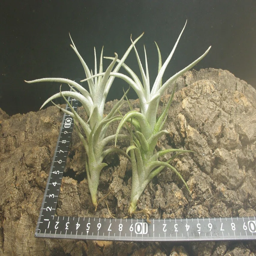チランジア入荷リスト11/19｜NatureGarden🌿神田