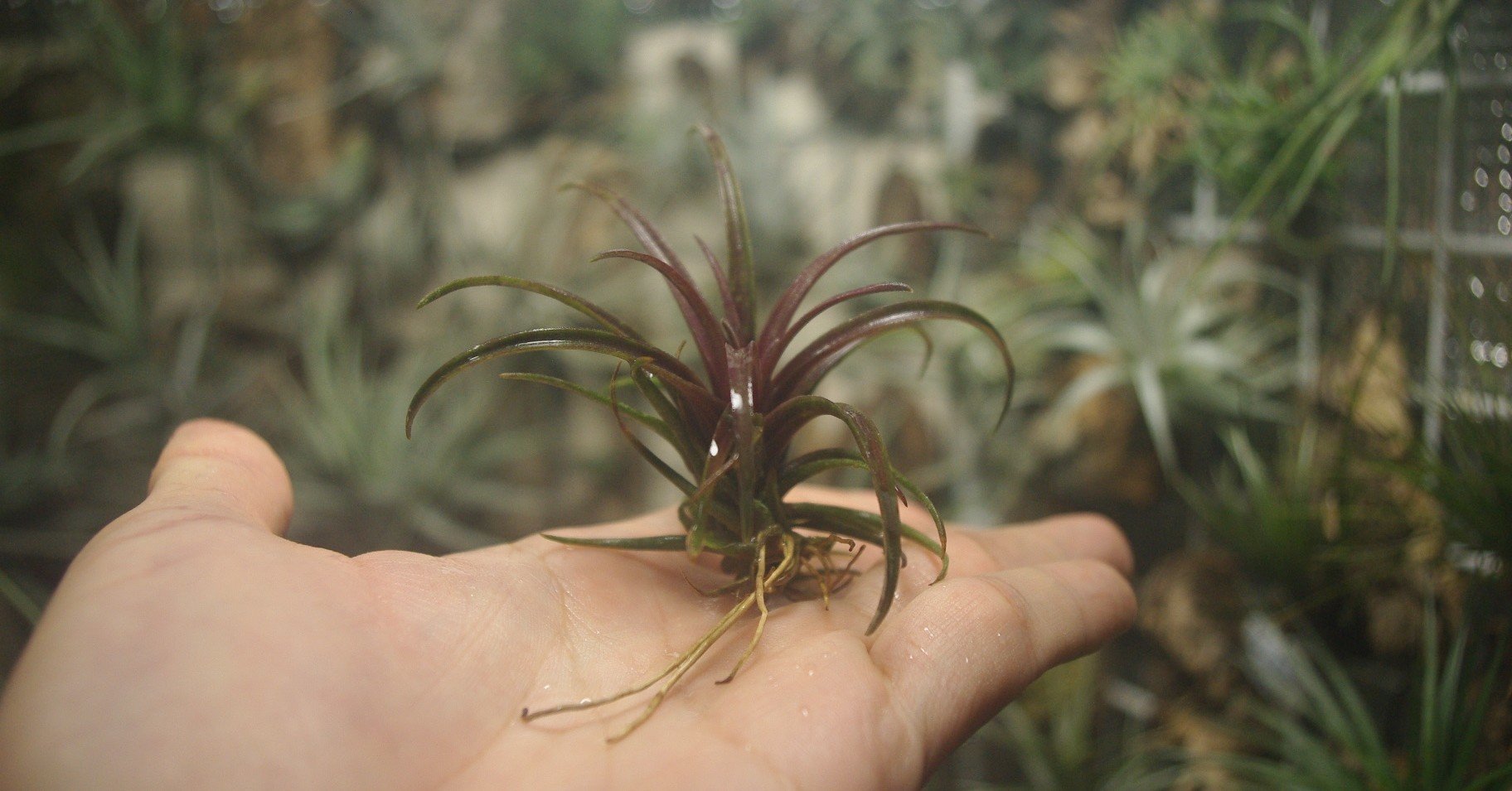 チランジア入荷リスト11/19｜NatureGarden🌿神田