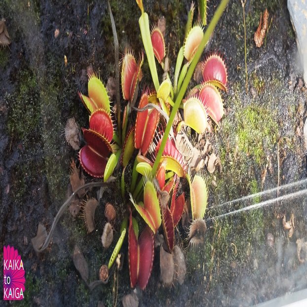 食虫植物 3 私たちはプログラムされて生きている カイカトカイガ Note