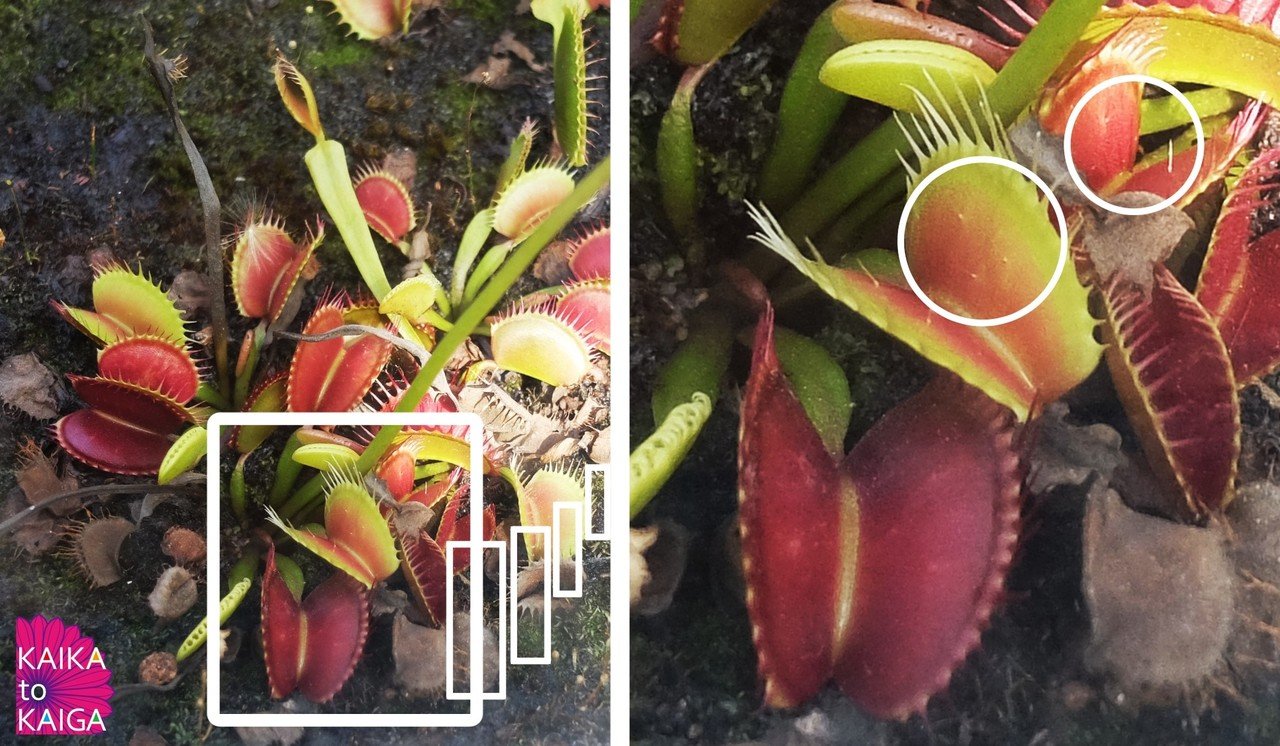 食虫植物 3 私たちはプログラムされて生きている カイカトカイガ Note 食虫植物 3 私たちはプログラムされて生きている カイカトカイガ Note