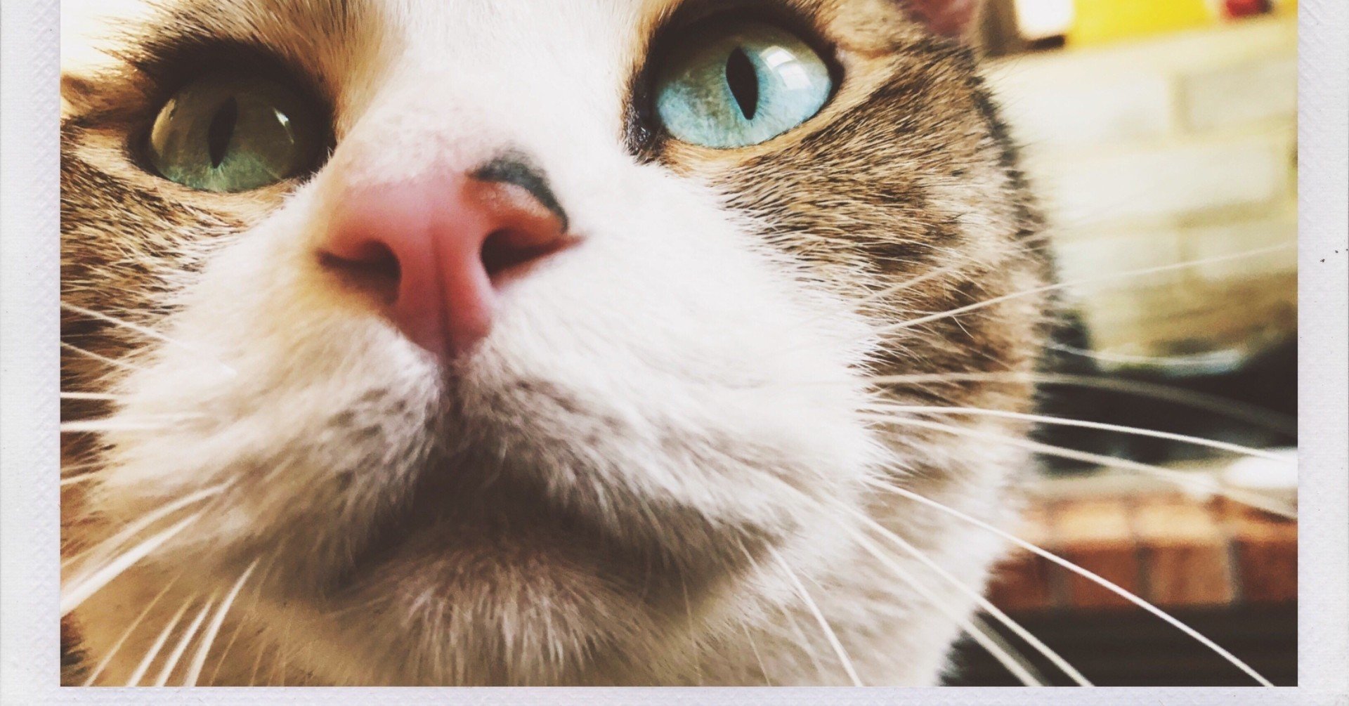For Your Eyes Only 英語の豆知識 白猫コタロウ 桜猫ミミ コタミミ Note For Your Eyes Only 英語の豆知識 白猫コタロウ 桜猫ミミ コタミミ Note