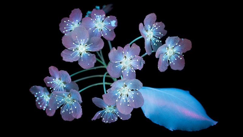 Macos Mojaveの壁紙に使われている花の名前 Flow Oneroom Note Macos Mojaveの壁紙に使われている花の名前 Flow Oneroom Note