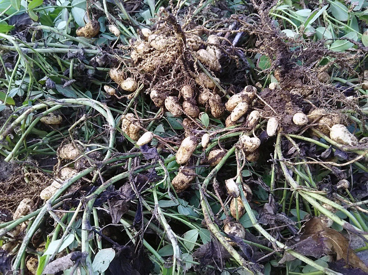 遅れて届いた落花生の収穫だより スー Note 遅れて届いた落花生の収穫だより スー Note