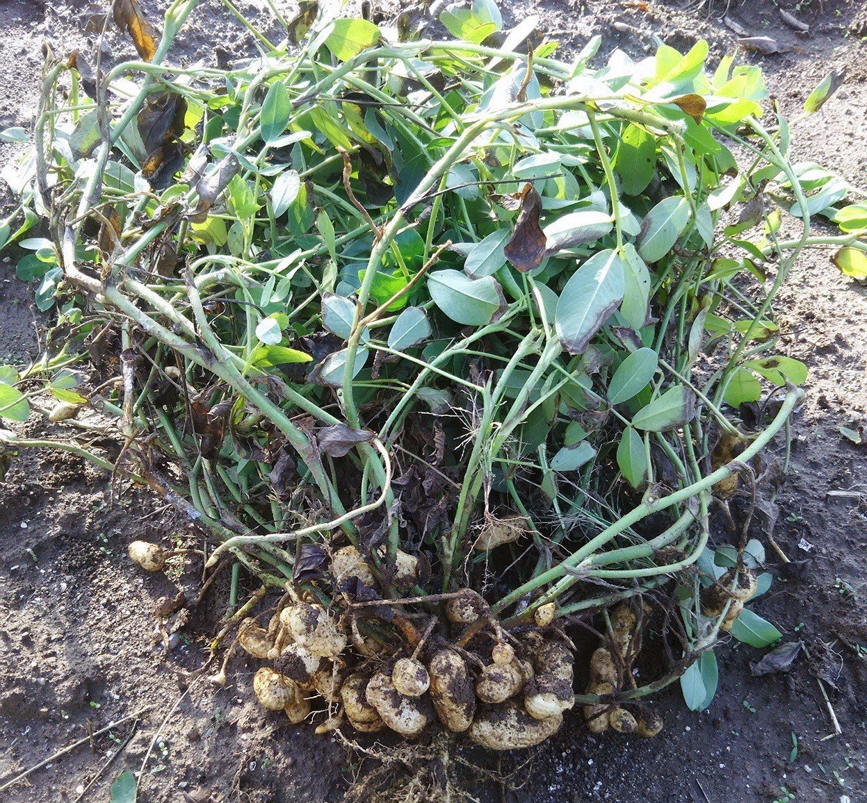 遅れて届いた落花生の収穫だより スー Note 遅れて届いた落花生の収穫だより スー Note
