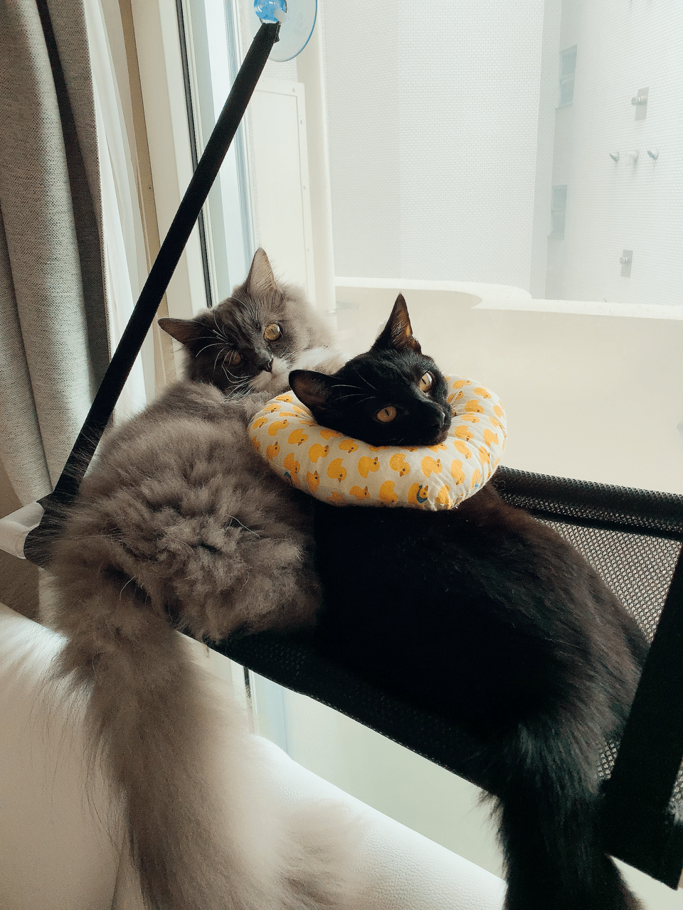 噛まれました Leojiji Note