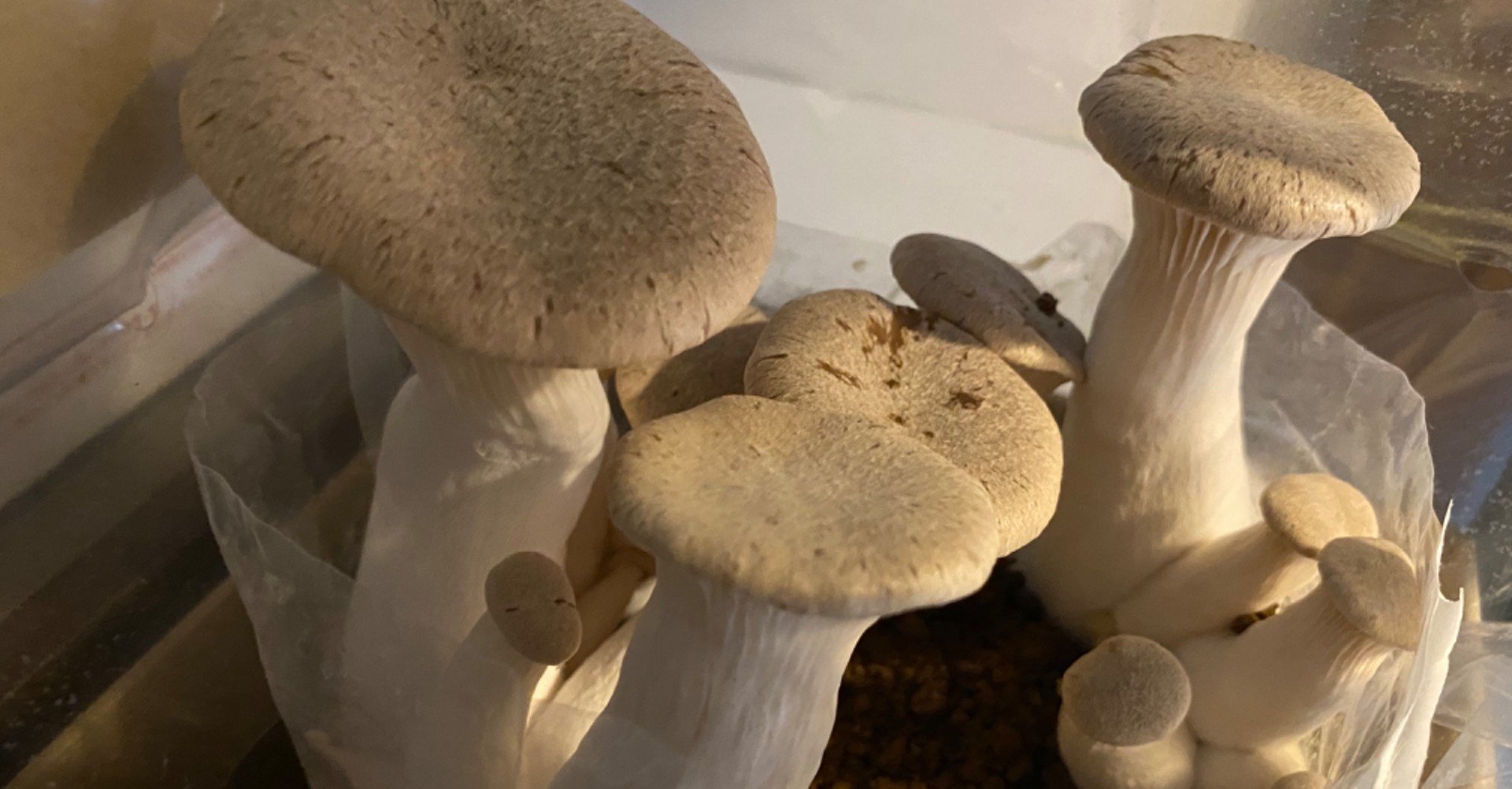 エリンギの成長も驚異的な件 Whimsical Discovery 143 Noriaki Kawanishi 田舎暮らしデザイナー Note エリンギの成長も驚異的な件 Whimsical Discovery 143 Noriaki Kawanishi 田舎暮らしデザイナー Note