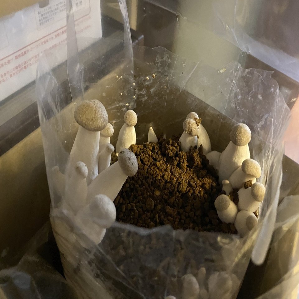 エリンギの成長も驚異的な件 | Whimsical Discovery #143｜Noriaki