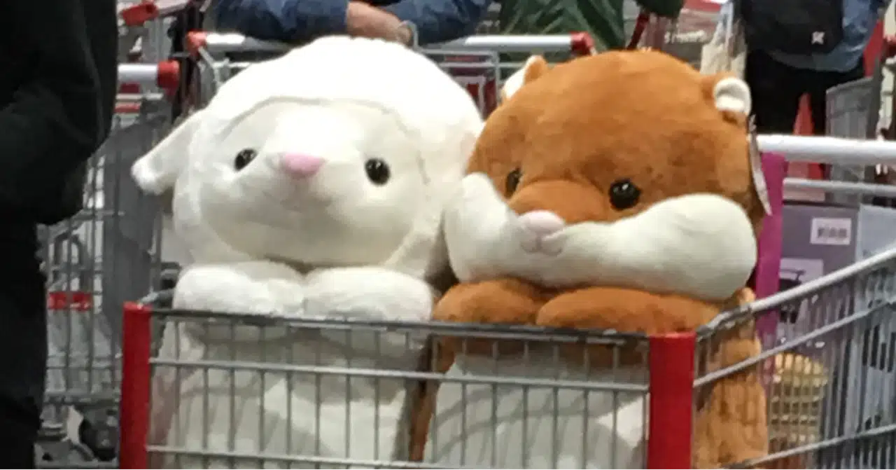 プレゼント 大陸 悲しいことに ぬいぐるみ 大好き Ashtonfields Com