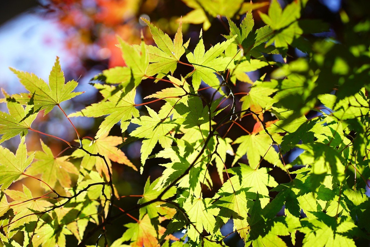 御嶽渓谷の紅葉 α7S編｜olieviour