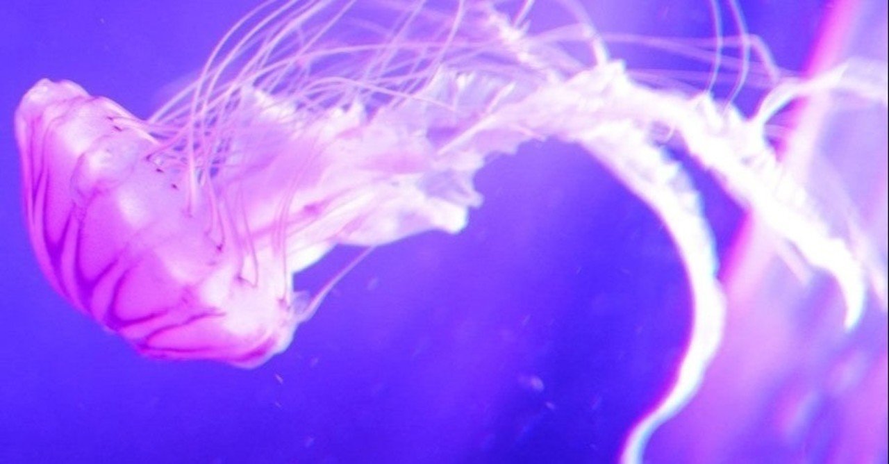 決断|佐々木一人SASAKI KAZUTO