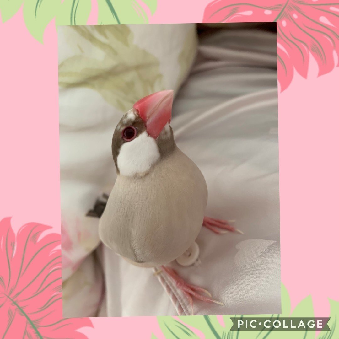 シナモン文鳥 の定番タグ記事一覧 Note つくる つながる とどける