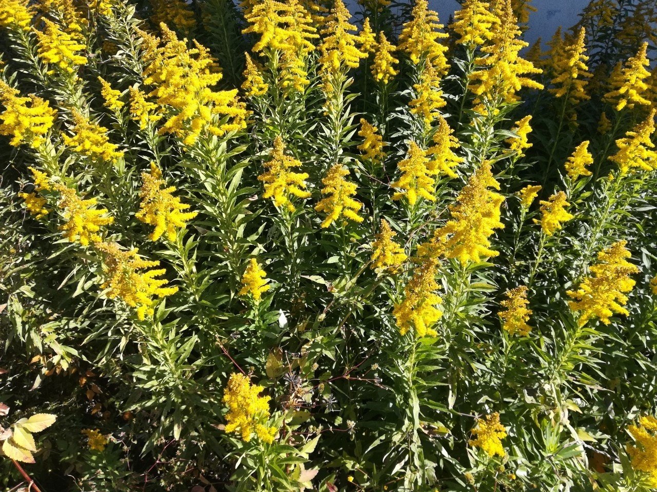 葉っぱはなぜ下から枯れるのか 植物の面白い生存戦略 植物から学ぶ むしとり日記 Note