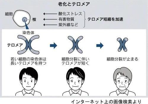 テロメア
