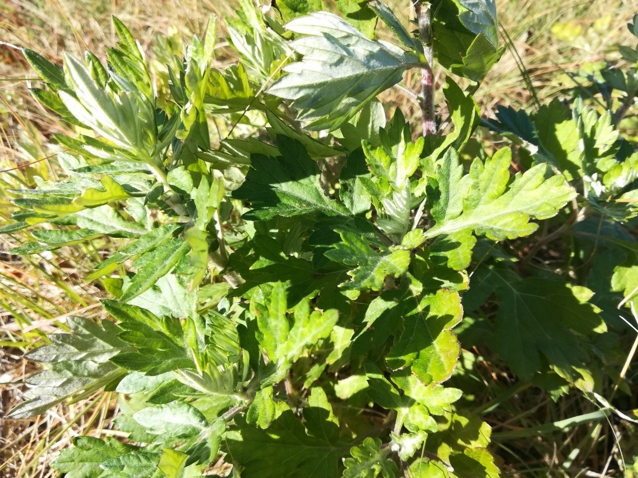 葉っぱはなぜ下から枯れるのか 植物の面白い生存戦略 植物から学ぶ むしとり日記 Note