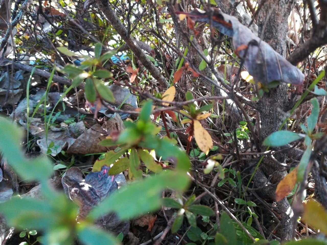 葉っぱはなぜ下から枯れるのか 植物の面白い生存戦略 植物から学ぶ むしとり日記 Note