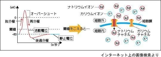 活動電位