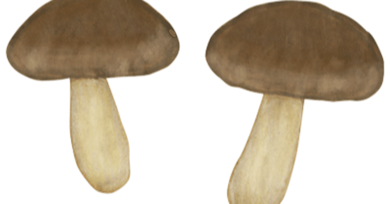 マツタケより美味しいと言われるきのこ9選 好吃菌 Note