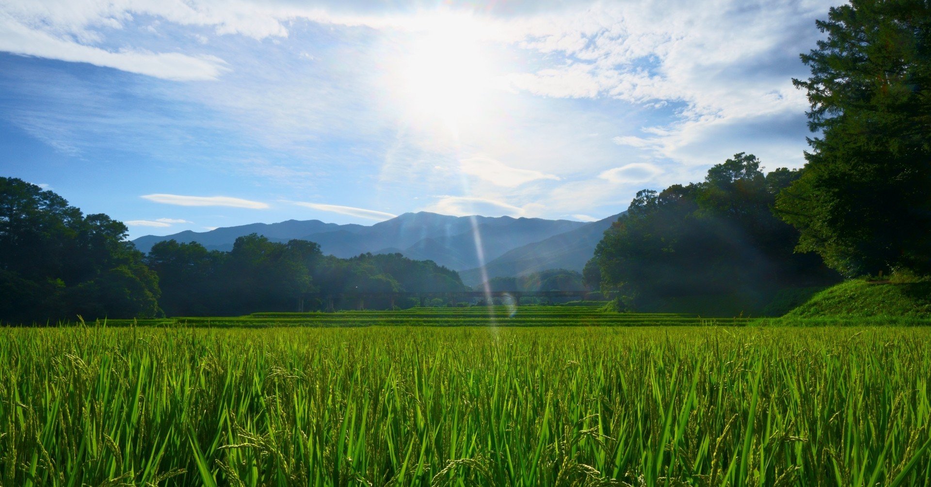 バイオエタノールの使い道を考える 化学好きザリガニ Note
