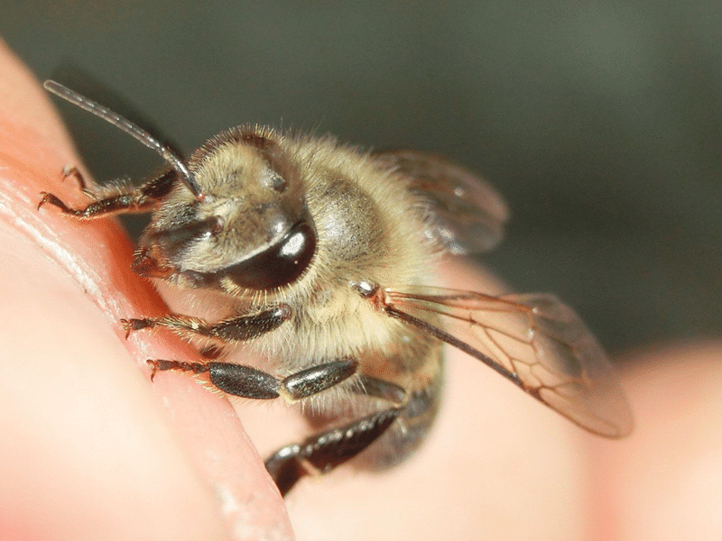 蜂 ミツバチ スズメバチ 毒 蜂の針 Shinmr Note