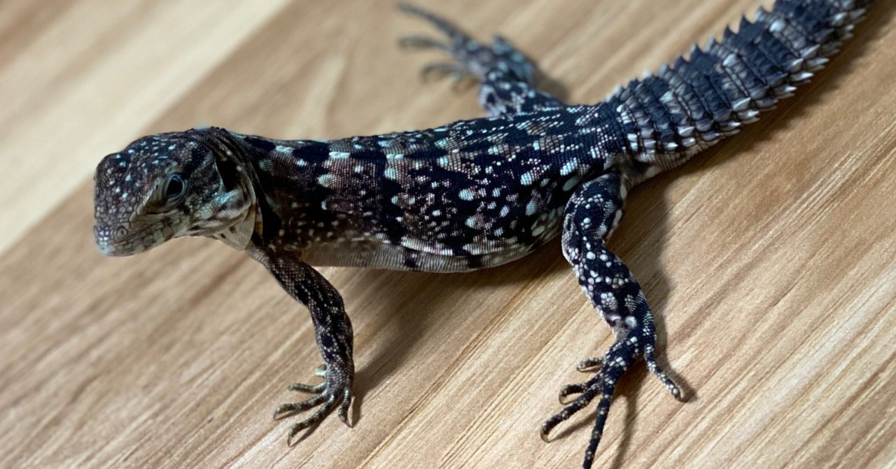 スベノドトゲオイグアナ の新着タグ記事一覧 Note つくる つながる とどける スベノドトゲオイグアナ の新着タグ記事一覧 Note つくる つながる とどける