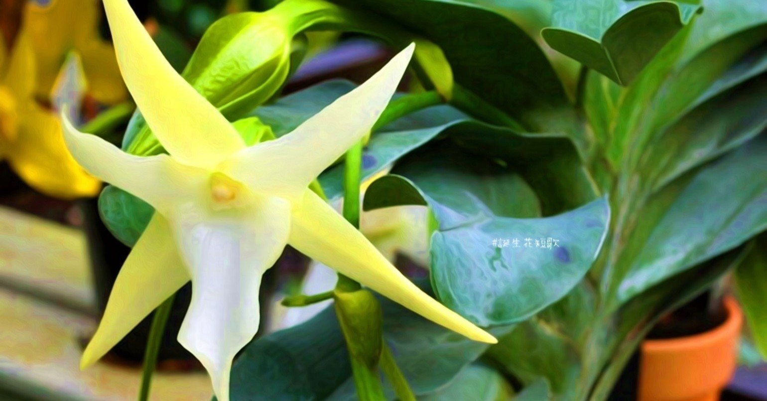 11月22日 誕生花は章魚蘭 誕生花短歌 御子柴 流歌 Note 11月22日 誕生花は章魚蘭 誕生花短歌 御子柴 流歌 Note