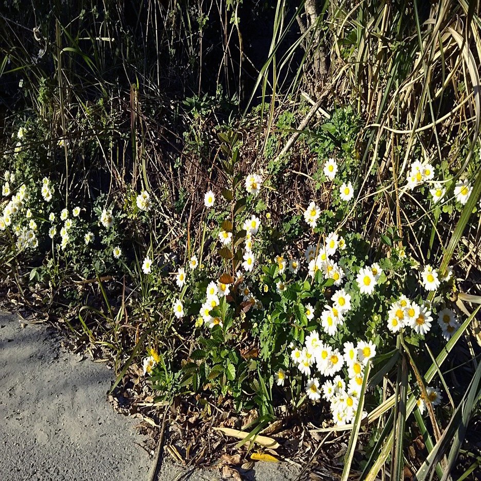 可愛い姫島の村花 野路菊 スー Note