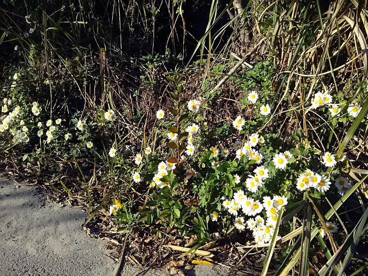 可愛い姫島の村花 野路菊 スー Note 可愛い姫島の村花 野路菊 スー Note