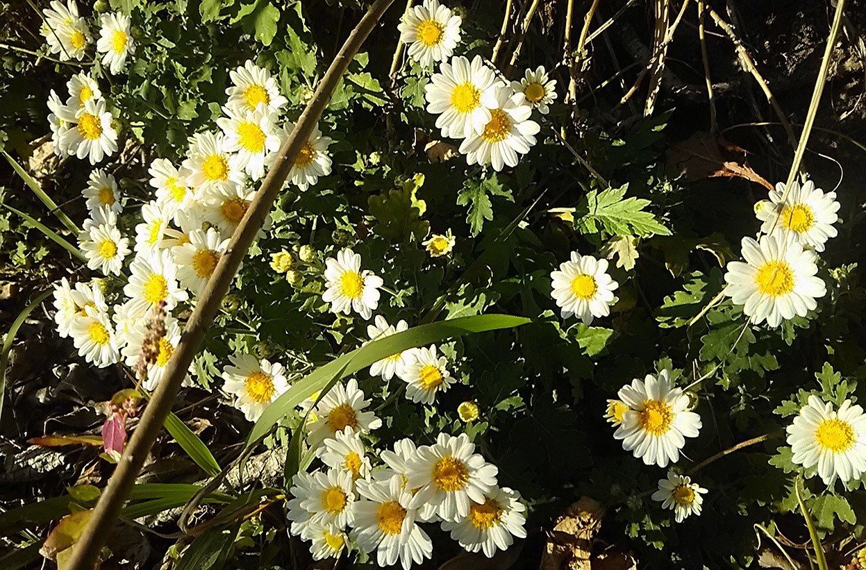 書道作品「野路菊」 のじぎく(野路菊）Vol.3 ~ 小赤壁 : 写真は楽しいな