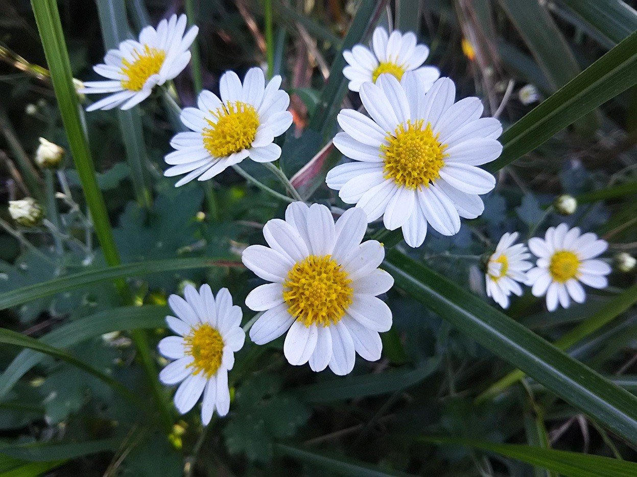 可愛い姫島の村花『野路菊』｜スー
