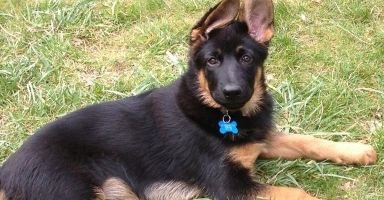 バイデンさんの愛犬について 犬の飼い主サポートのplam Note