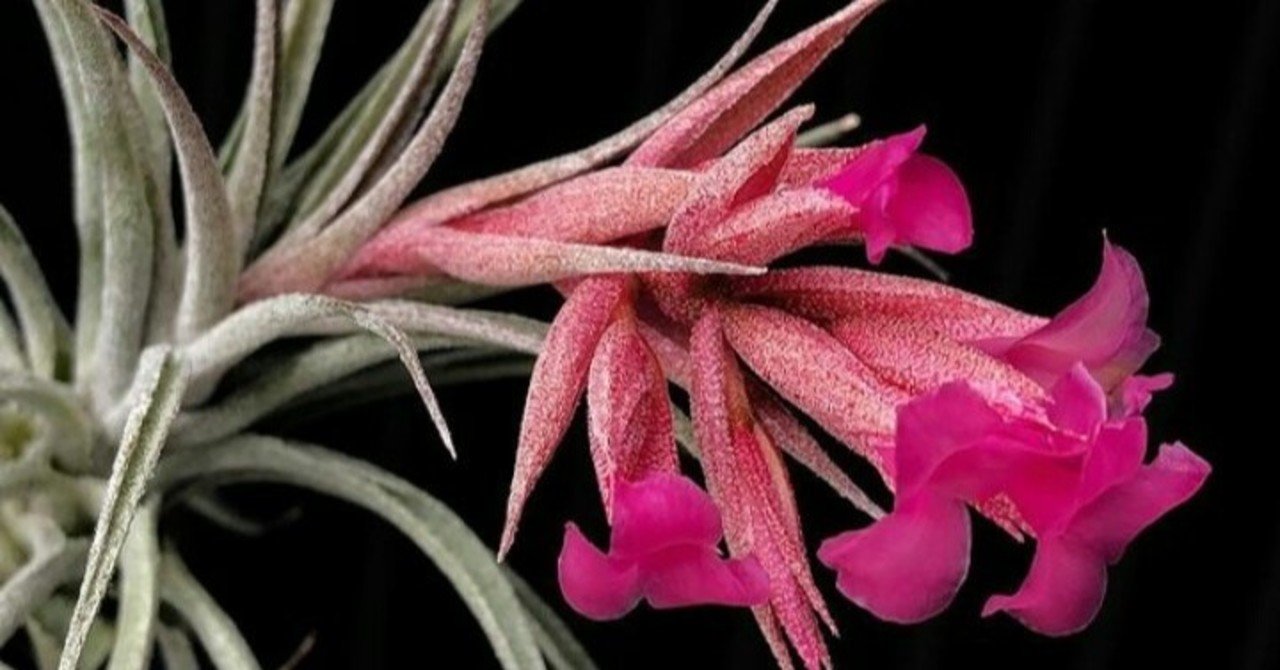チランジア ライラックスパイア Tillandsia Lilac Spire 観葉 植物