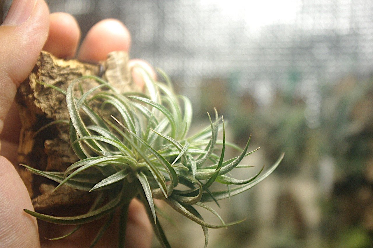 菫〉Tillandsia スークレイティランジアチランジアエアープランツ